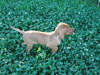 Bird hunting pup picture Ruffed Grouse Lodge Phillips Wisconsin - bird hunting accommodations resort phillips wi